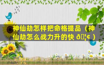 神仙劫怎样把命格提品（神仙劫怎么战力升的快 🦢 ）